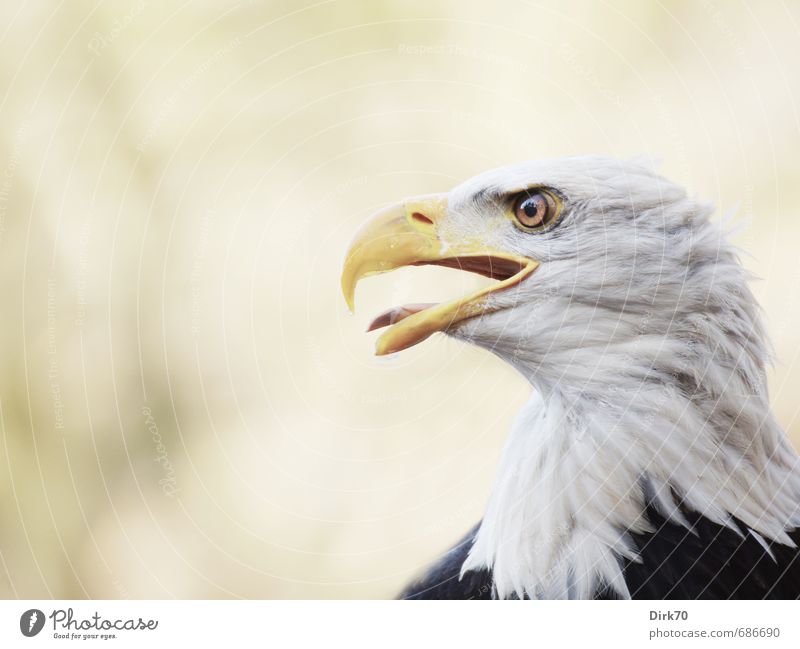 Show tongue! Animal Wild animal Bird Bird of prey Eagle Bald eagle White-tailed eagle 1 Sign heraldic bird Observe Hunting Aggression Threat Brown Yellow Black