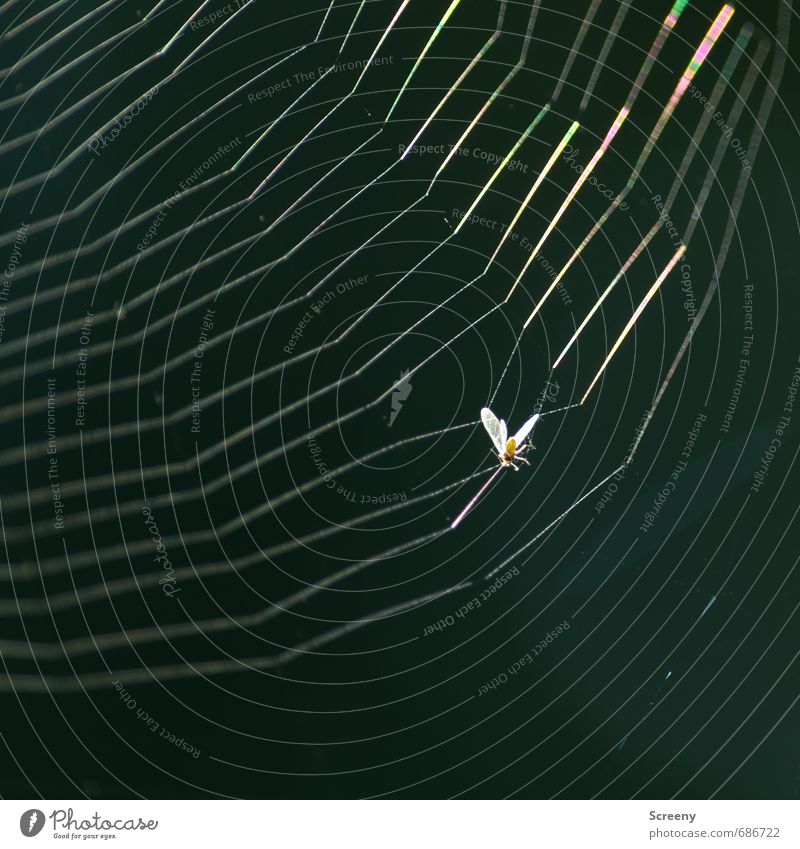 Catch me, if you... damn!!! Nature Animal Insect 1 Net Hang Threat Glittering End Death Survive Distress Spider's web Sticky Captured Colour photo Exterior shot