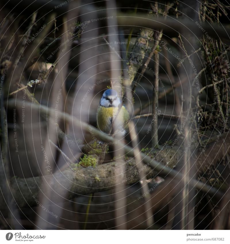 peekaboo Nature Landscape Elements Earth Spring Bushes Bog Marsh Animal Bird 1 Sign Spring fever Tit mouse Hide Camouflage Discover Looking Colour photo