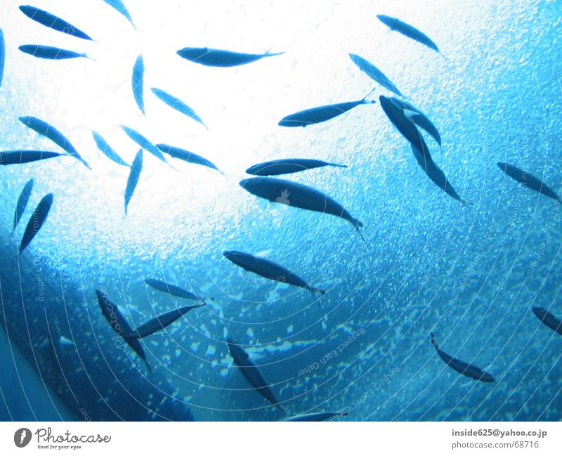 &#39770; Aquarium &#27700 &#26063 &#39208 &#27891 &#12368 &#33394 fish water light blue swim inside625