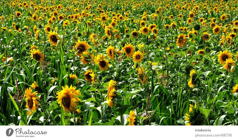 Endless buzzer Summer Sunflower Meadow Accumulation Yellow Green Bee Well-being Infinity Field Blossom Sunflower field Nature usable meadow Maize bee sums