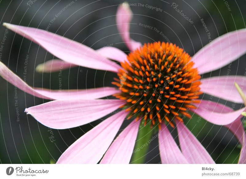 funny flower Pink Green Black Blossom Flower Pollen Stamen Stalk Blossom leave Orange Nectar