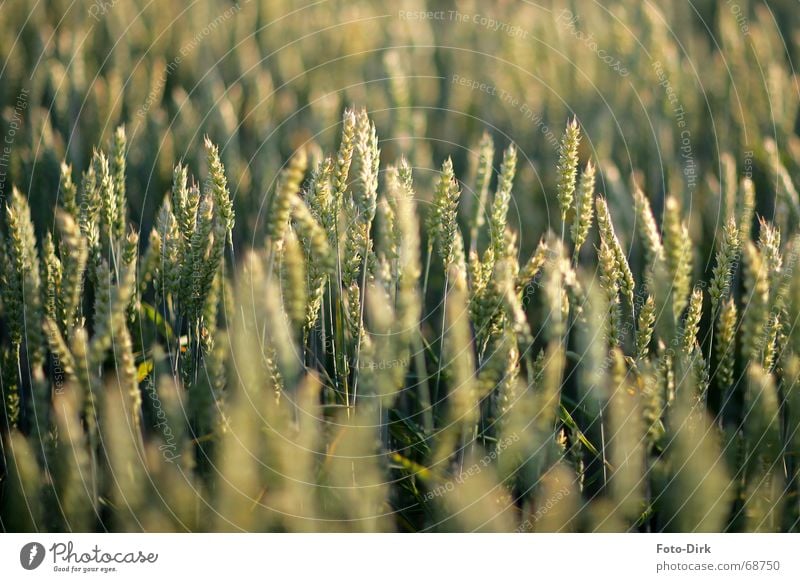 cornfield Field Wheat Ear of corn Agriculture Cornfield Grain