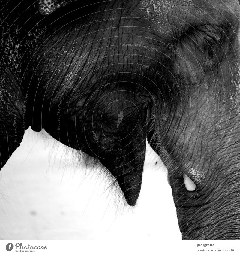 elephant Wrinkles Heavy - a Royalty Free Stock Photo from Photocase