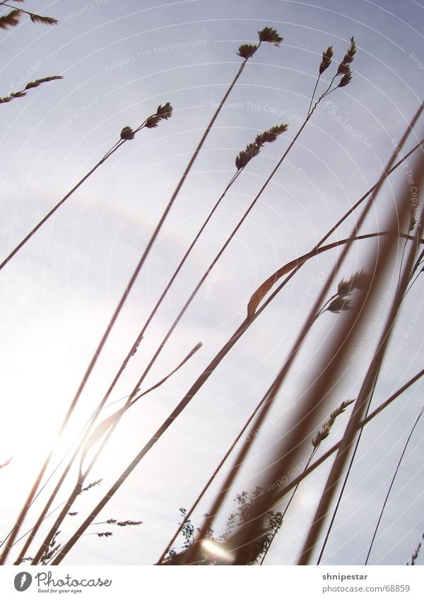 straws of light Relaxation Vacation & Travel Summer Sun Environment Nature Plant Sky Clouds Climate Beautiful weather Wind Grass Bushes To enjoy Free Emotions