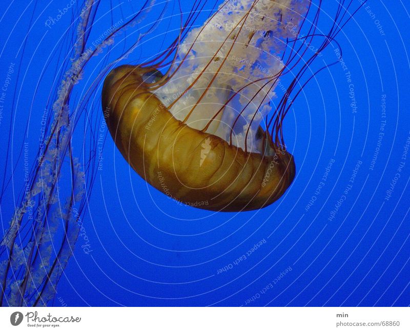 yelly_bob Monterey Jellyfish Ocean Aquarium San Francisco Water Blue Nettle animal
