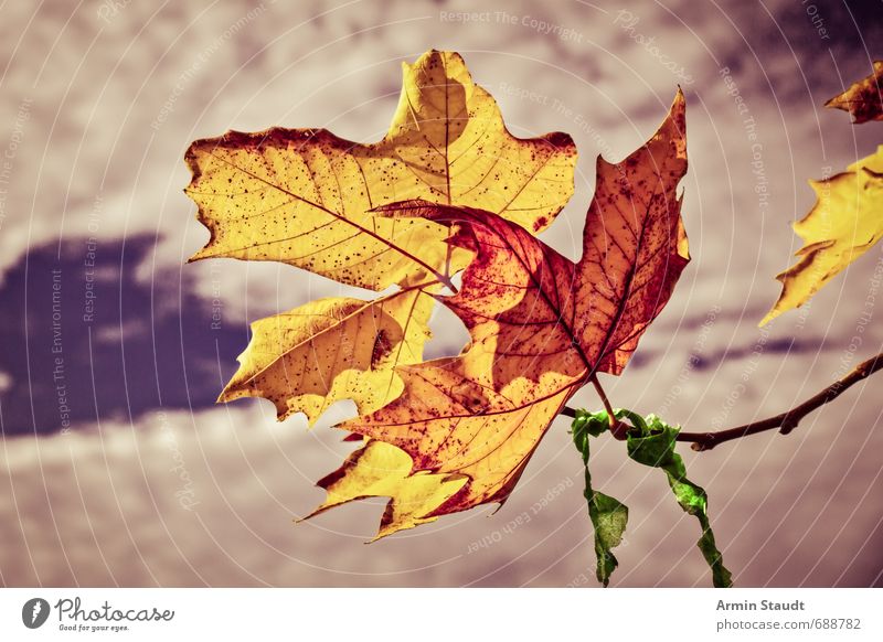 Autumnal old couple Nature Plant Sky Clouds Beautiful weather Leaf Old Touch Authentic Simple Together Near Dry Yellow Moody Hope Death Life Stagnating Allegory