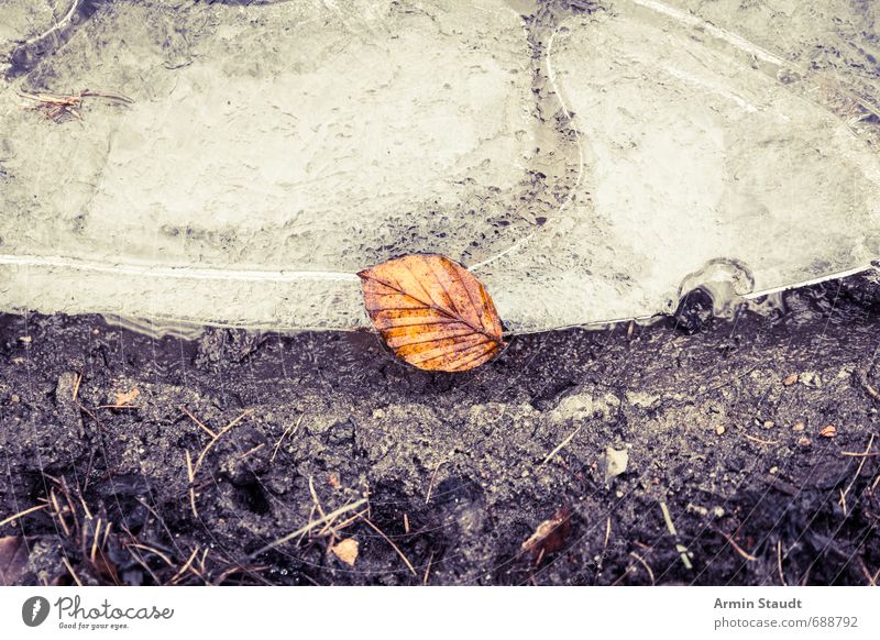 Lonely leaf on ice floe Winter Nature Earth Water Ice Frost Leaf Forest Old To fall Lie Esthetic Authentic Dirty Dark Beautiful Brown Moody Death Senior citizen