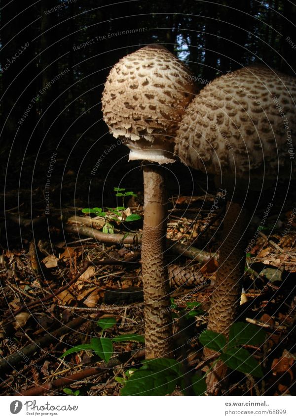 with certainty edible. Vegetable Mushroom Mushroom cap Mushroom soup Mushroom picker Intoxicant Plant Animal Earth Climate Forest Exceptional Large Small Edible