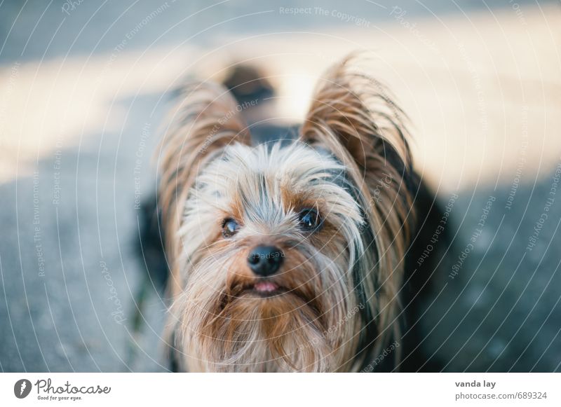 Yorkie Hair and hairstyles Pet Dog Animal face Yorkshire terrier Purebred dog 1 Friendship Walk the dog Colour photo Exterior shot Deserted Copy Space top Day