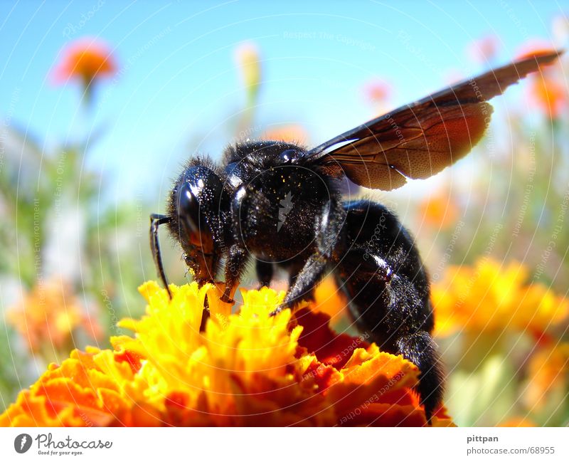 black on yellow? bee! Environment Nature Animal Sky Sunlight Summer Beautiful weather Flower Blossom Wild plant Bee Wing 1 Yellow Black Wasps Insect Bumble bee