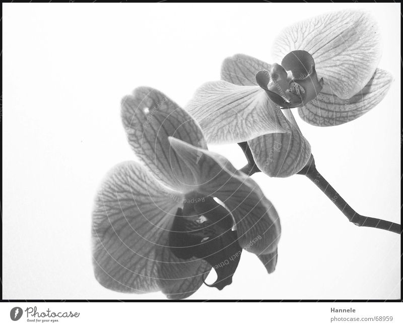 orchid valleys Orchid Flower Blossom Plant 2 Black White Fragile Delicate Asia Blossoming Black & white photo questionable Bright Nature