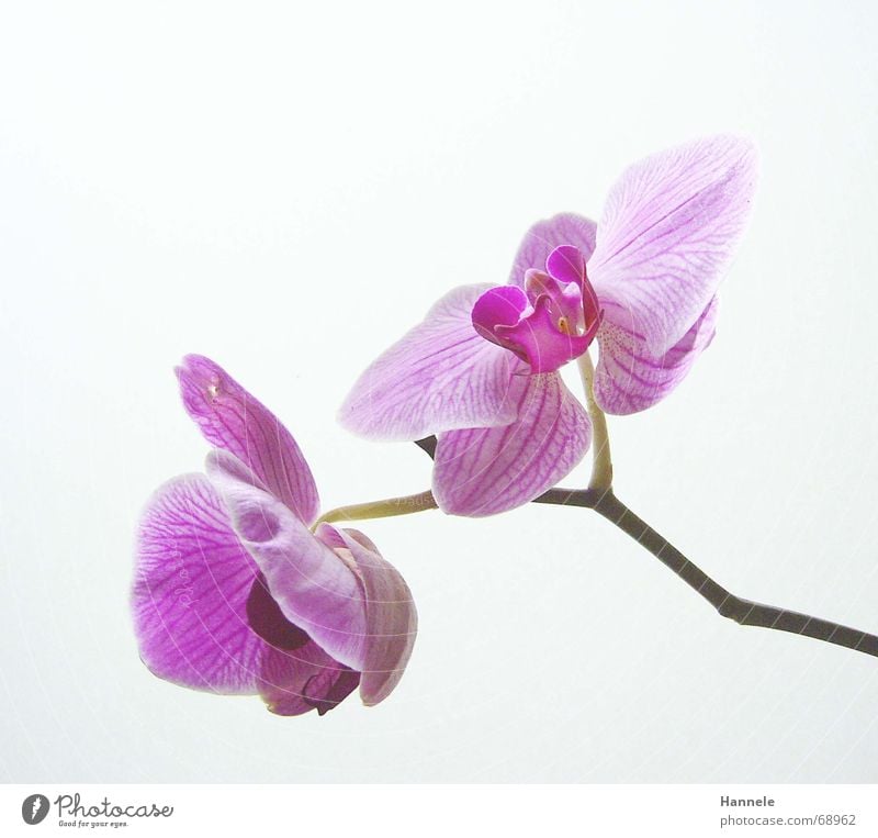 orchdäles colorful Orchid Flower Blossom Plant 2 Fragile Delicate Asia Pink Blossoming questionable Bright Nature