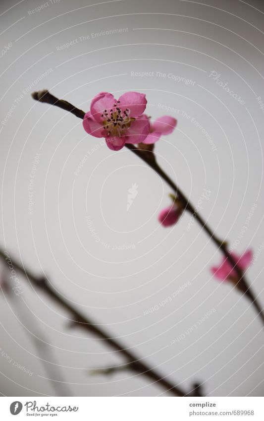 peach blossoms Style Design Exotic Beautiful Spring Plant Flower Blossom Foliage plant Blossoming Living or residing Pink Cherry blossom Twig Branch Decoration