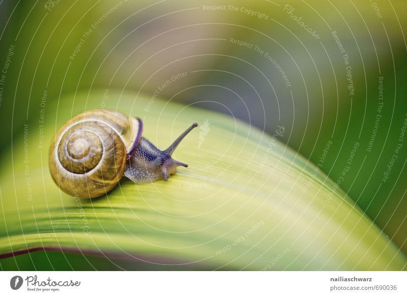 Snail in the garden Garden Animal Leaf Antenna Observe Discover Crawl Walking Free Happiness Natural Curiosity Cute Juicy Slimy Beautiful Yellow Black Serene