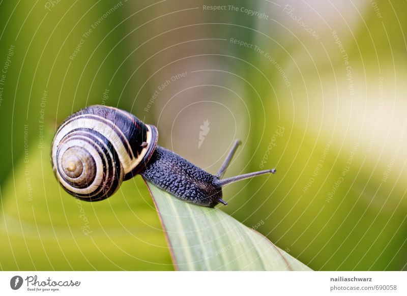 Snail in the garden Garden Animal Leaf Antenna Crawl Running Elegant Beautiful Natural Curiosity Cute Slimy Yellow Black Happiness Spring fever Brave