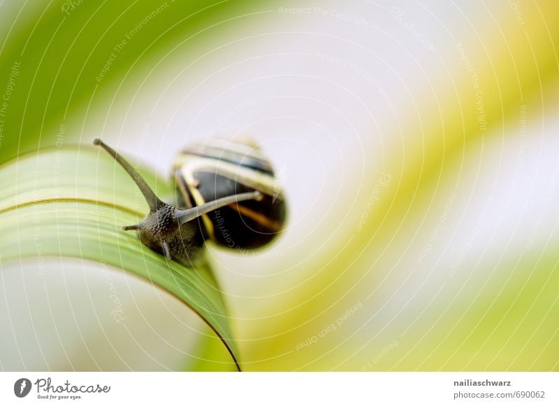 Snail in the garden Garden Animal Spring Summer Leaf Antenna Crawl Natural Curiosity Cute Beautiful Yellow Black Spring fever Love of animals Interest Effort