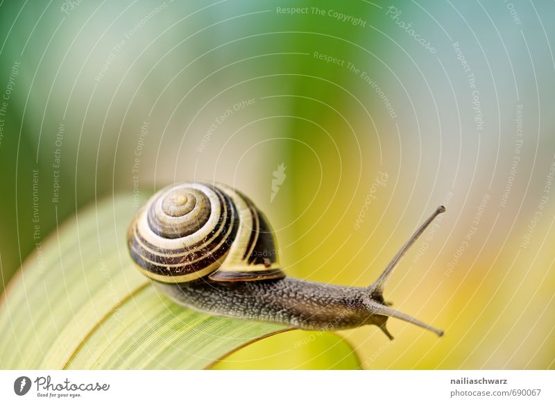 Snail in the garden Garden Animal Leaf Antenna Touch Discover Crawl Happiness Beautiful Natural Curiosity Cute Positive Yellow Black Joy Spring fever Speed