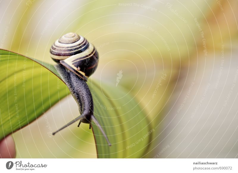 Snail in the garden Garden Animal Leaf Antenna Crawl Happiness Beautiful Yellow Black Spring fever Love of animals Curiosity Accuracy Speed Target Pinto banded