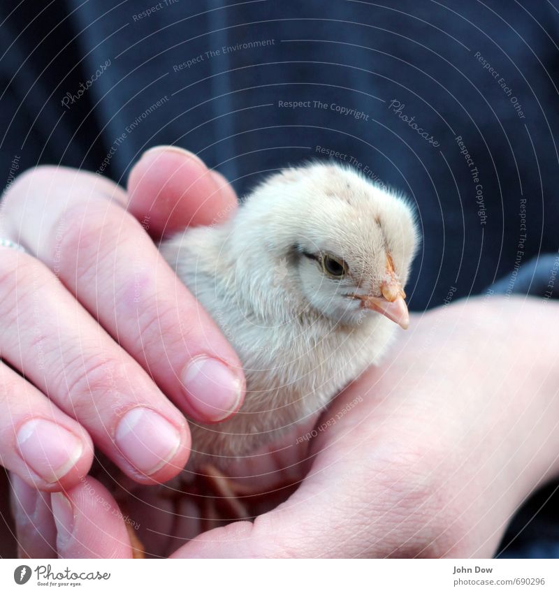 Hello world! Hand Fingers Petting zoo 1 Animal Cute Warm-heartedness Love of animals Responsibility Attentive Watchfulness Hope Idyll Attachment Chick Smooth
