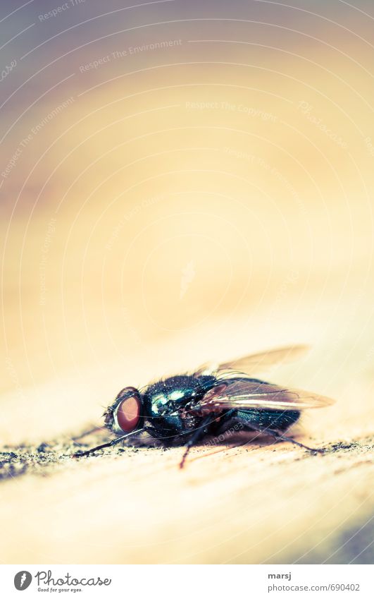 On the lookout Animal Wild animal Fly Wing Insect Compound eye Blowfly 1 Observe Relaxation Lie Authentic Simple Disgust Glittering Creepy Small Natural