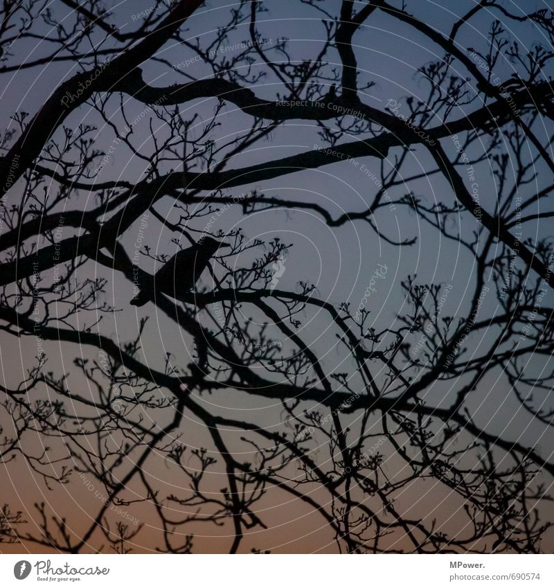 search picture Environment Sunrise Sunset Beautiful weather Tree Park Blue Black Bird Branch Silhouette Raven birds Observe Scout Hide Search Spring Branchage