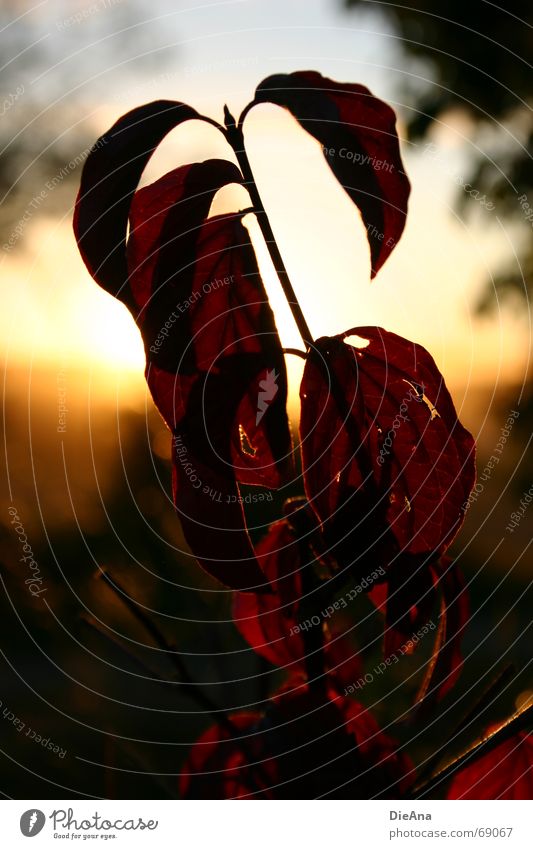 Evening mood (1) Leaf Red Hollow Sunset Summer Nature August leaves holey