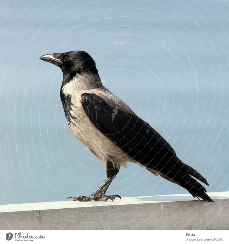 Russian rook Nature Animal Sky Cloudless sky Wall (barrier) Wall (building) Wild animal Bird 1 Concrete Stand Natural Beautiful Blue Black White Curiosity