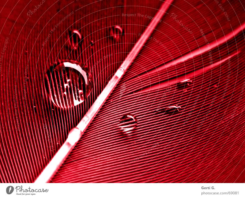 rO°°°/o°°t Surface tension Drops of water Magnifying effect Red Transparent Hydrophobic Round Diagonal Macro (Extreme close-up) Marble Close-up pearl