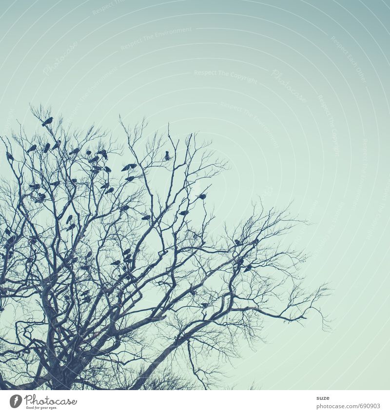 star cast Calm Hallowe'en Funeral service Environment Nature Animal Air Sky Cloudless sky Winter Tree Wild animal Bird Flock Wait Fantastic Blue Moody Chaos
