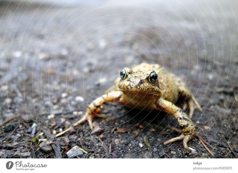 Kiss me! Kiss me! | Really? Nature Animal Earth Spring Garden Park Wild animal Frog Animal face Painted frog Toad migration 1 Crouch Looking Near Natural