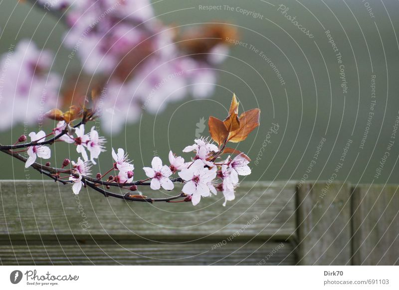 Herald of Spring II Nature Plant Tree Bushes Leaf Blossom Ornamental cherry Twig Garden Fence Garden fence Wooden fence Blossoming Illuminate Growth
