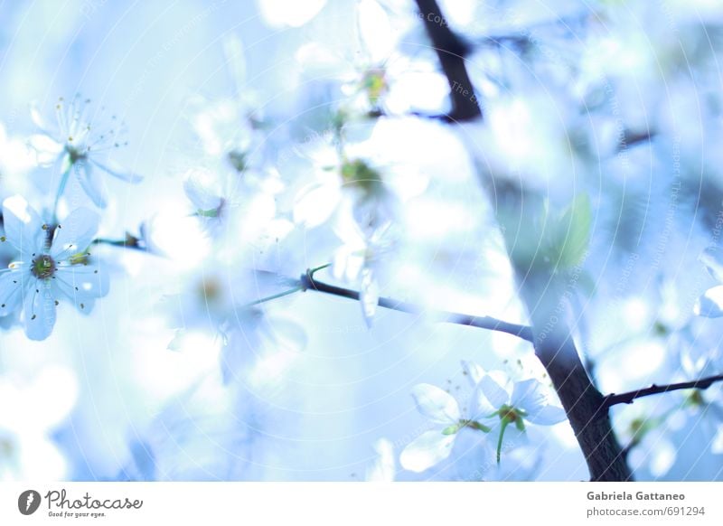 Sea of flowers the third Nature Plant Flower Agricultural crop Beautiful Bright Fruit trees Blue White Branch Blossom Illuminate Spring Colour photo