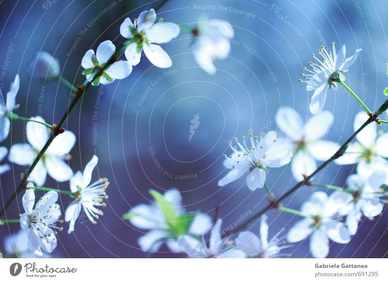 Blumenmeer das Zweite Nature Plant Flower Blossom Beautiful Bright Illuminate Shallow depth of field Branch Violet Blue White Fruit trees Small Spring
