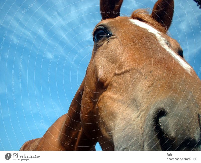 horse Horse Nose Sky ponny Fly