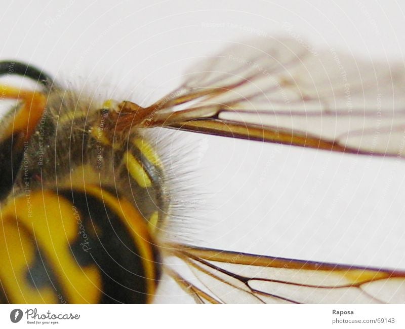 fine lines Part II Animal Insect Hexapod Wasps Black Yellow Striped Bee Small Movement Feeler Hymenoptera abdomen Wing Net Flying flying machine
