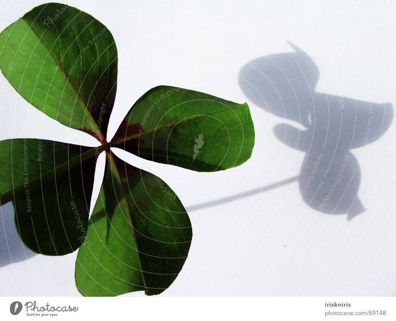 Happiness found Clover Green Japan Ornamental clover Four-leaved Symbols and metaphors Desire 4 leaves Shadow Happy Close-up heart-shaped Structures and shapes