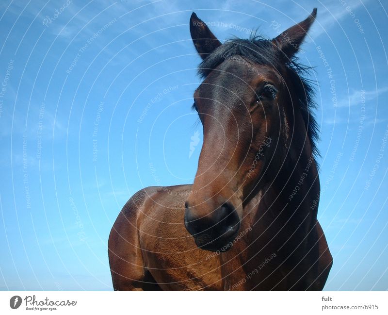 horse Horse Sky Blue ponny
