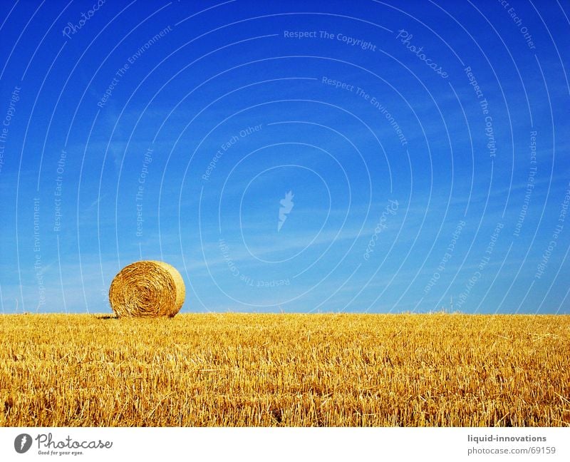 Round bale II Roll of straw Bale of straw Straw Field Sky Blue Gold