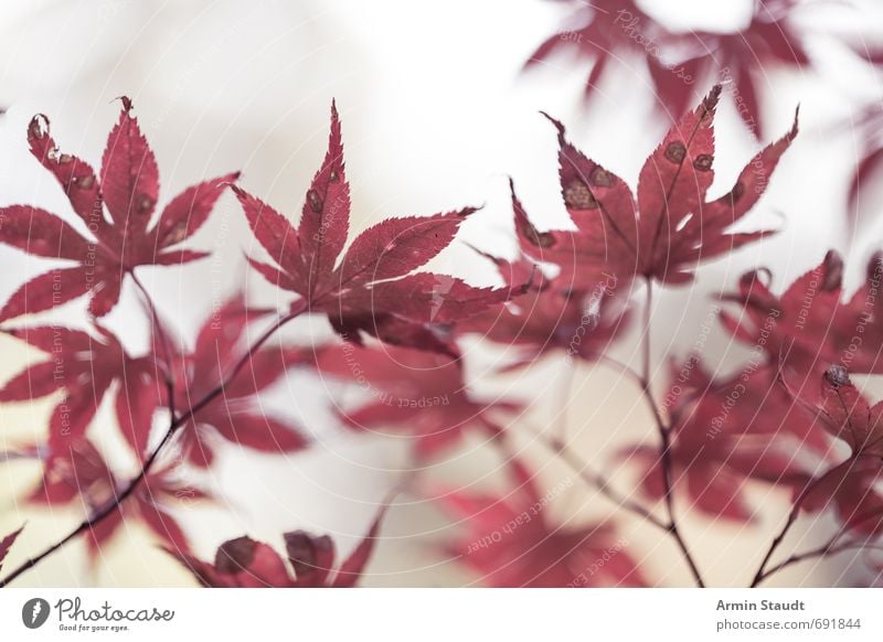 Bloody autumn leaves Nature Animal Autumn Fog Plant Tree Leaf Park Old Esthetic Authentic Simple Bright Natural Red White Moody Grief Loneliness Colour