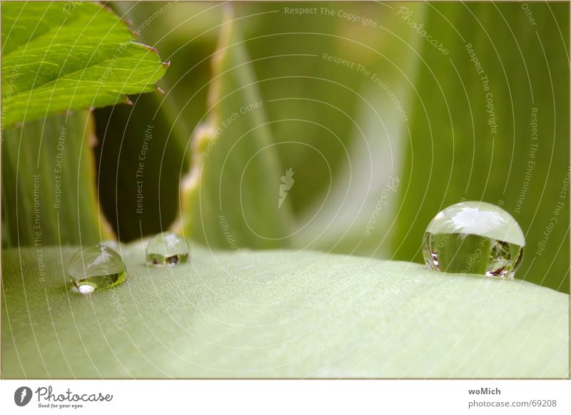 ooh~~O Reflection Sphere Drops of water Rain Clarity Wet Green Leaf Exterior shot drop world drip route Nature Garden Jinxed Macro (Extreme close-up)