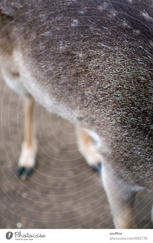Tierisch gut: Deer Animal Wild animal 1 Exceptional Timidity Roe deer Camouflage Pelt Hunting Colour photo Exterior shot Shallow depth of field