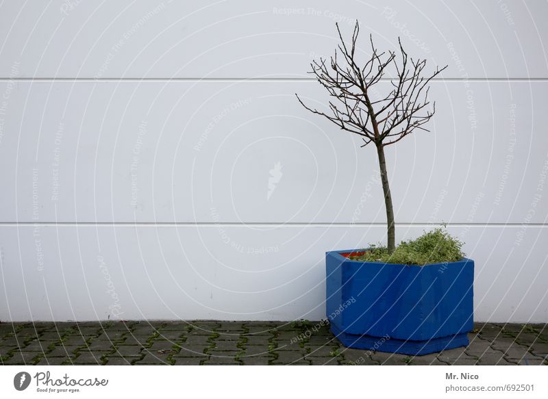 Leave me alone. Environment Plant Tree Building Facade Blue Tub Window box Decoration Pot plant Growth Gloomy Courtyard Moss Cast Loneliness Forget Botany