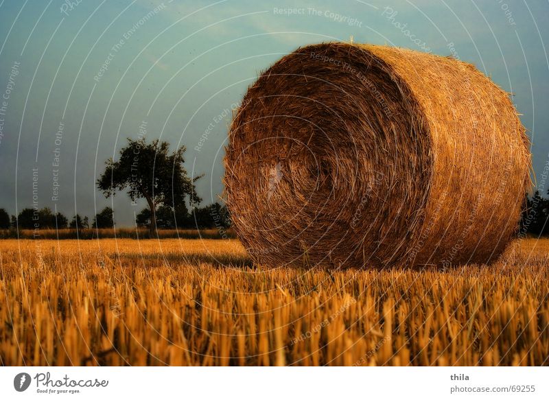 flash in the pan Harvest Bale of straw Field Stubble field Calm Relaxation Nature
