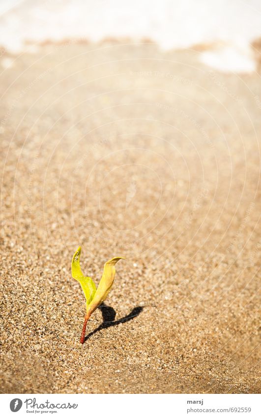 Loner | with shadow II Nature Plant Sand Spring Beautiful weather Leaf Foliage plant Wild plant Germ Plantlet Beach Growth Authentic Simple Elegant Small