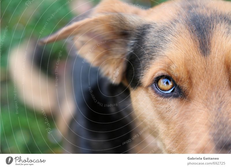 Give me Pet Dog 1 Animal Brown Intensive Looking Beg Colour photo Exterior shot Shallow depth of field Upward