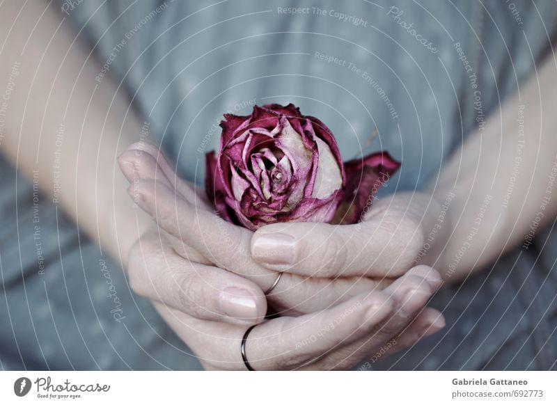 In the lap of life Flower Rose Beautiful Uniqueness Dry Dried Purple violet blue Woman Hand nails Fingers careful Calm Peaceful Precious costliness Treasure