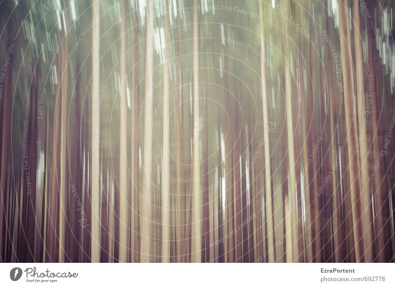 |||||| Art Environment Nature Landscape Plant Spring Summer Autumn Climate Climate change Weather Tree Forest Wood Line Stripe Esthetic Brown Green Chaos