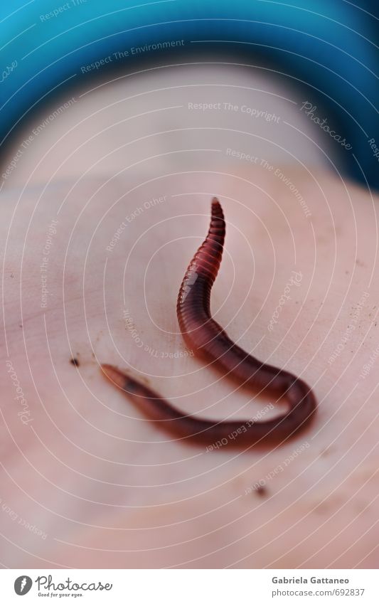 earthworm Nature Farm animal Worm Earthworm 1 Animal Dirty Compost stop hands Colour photo Exterior shot