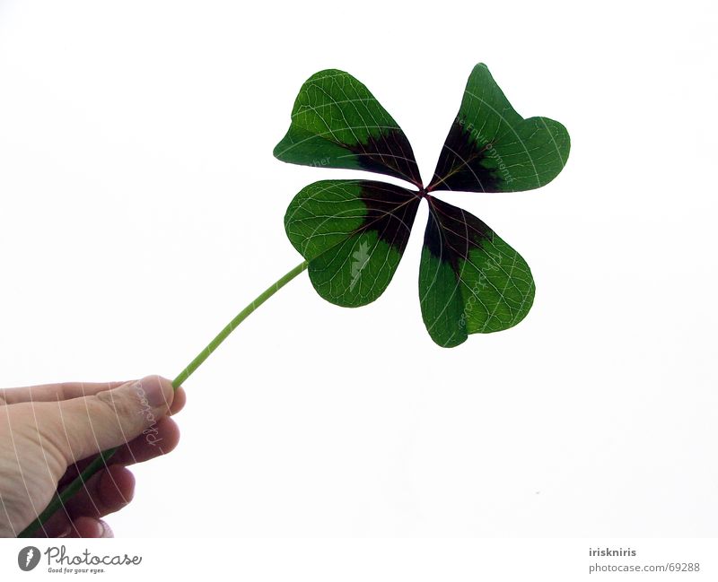 Hold on to happiness Ornamental clover Four-leaved Wishful thinking Good luck charm Clover Green Desire Hand Plant Symbols and metaphors Happy Congratulations